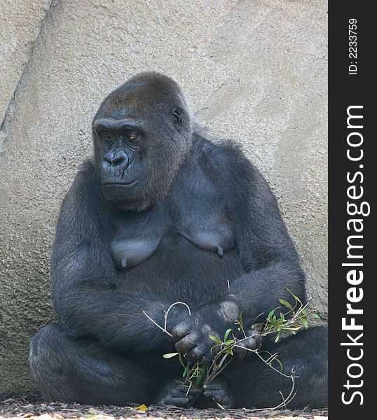 Female black gorilla looking away. Female black gorilla looking away