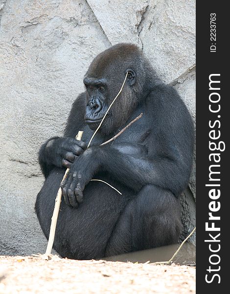 Fat black female gorilla playing with a branch. Fat black female gorilla playing with a branch