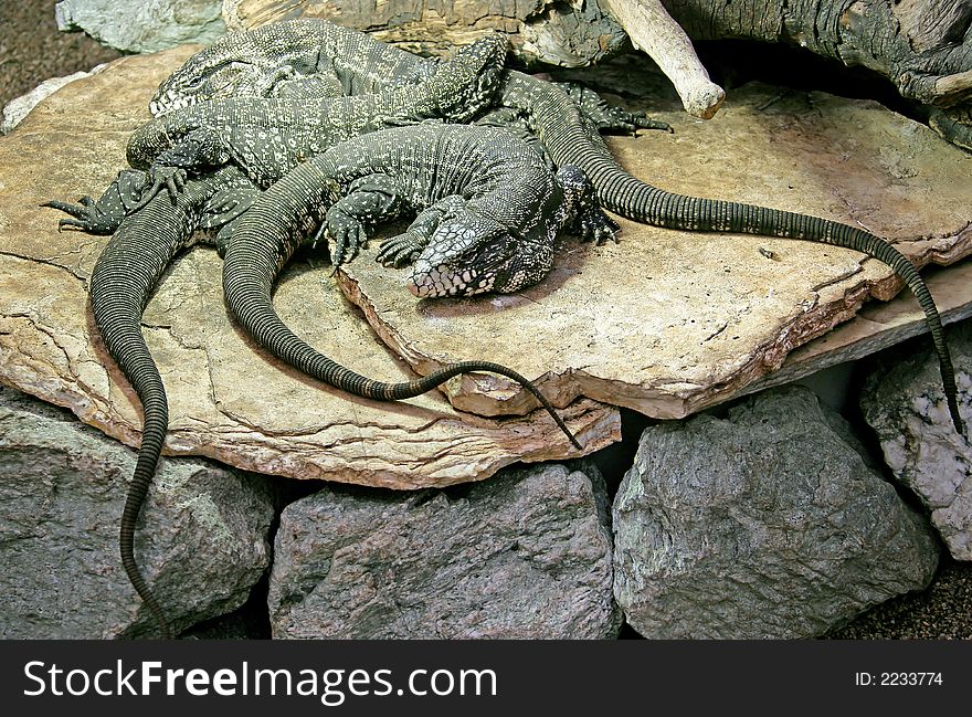 Group of Big Argentinian Teju Lizards. Group of Big Argentinian Teju Lizards