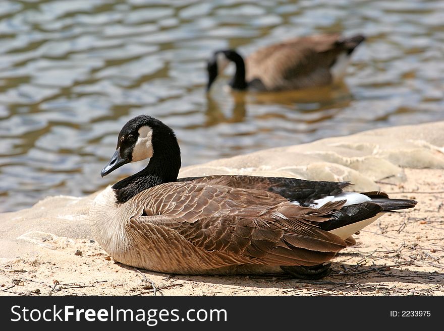 A pair of geese on the shore of a lake. A pair of geese on the shore of a lake