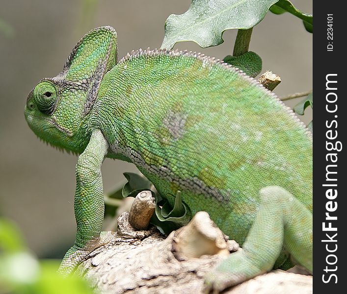 Potrait of Yemen Helmeted Chameleon. Potrait of Yemen Helmeted Chameleon