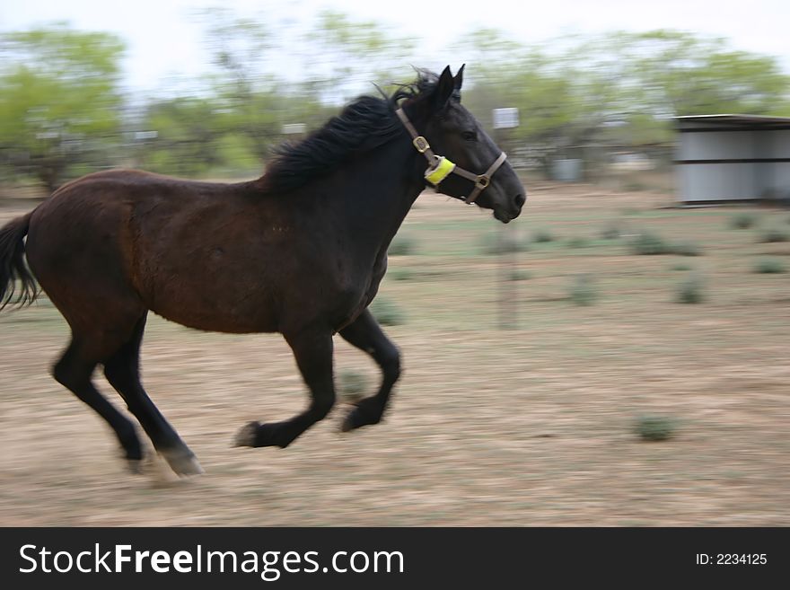 An image of a horse on a farm.