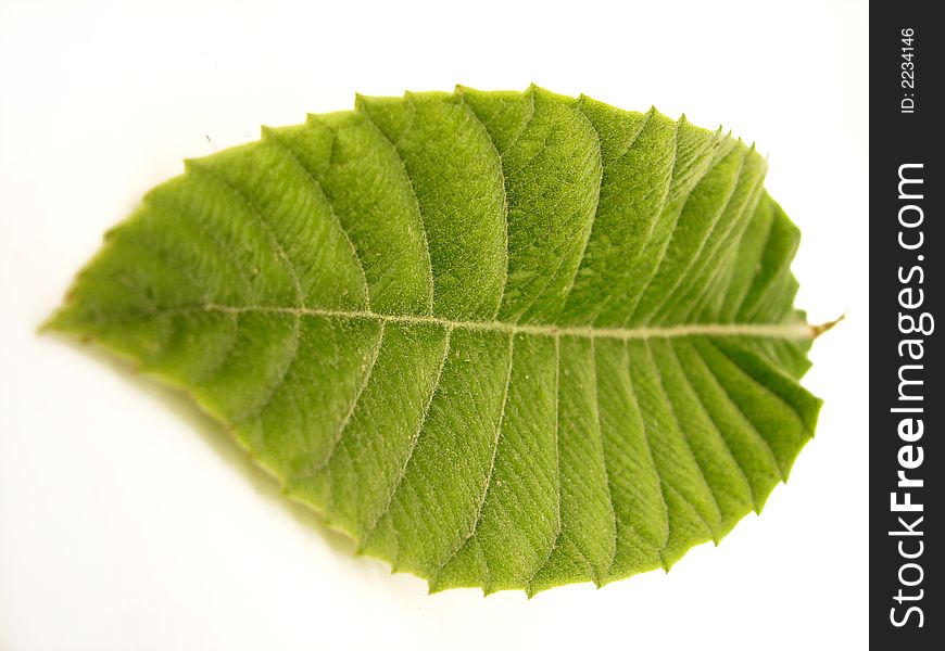 Green leaf in perspective isolated on a white background