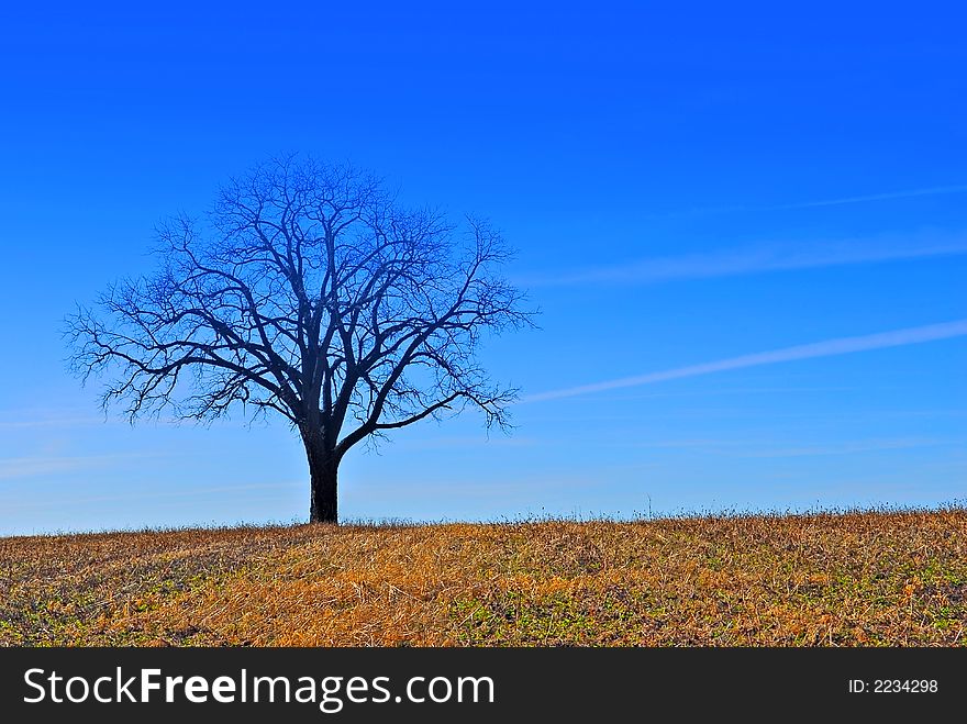 A tree under a blue sky in a farm field. A tree under a blue sky in a farm field