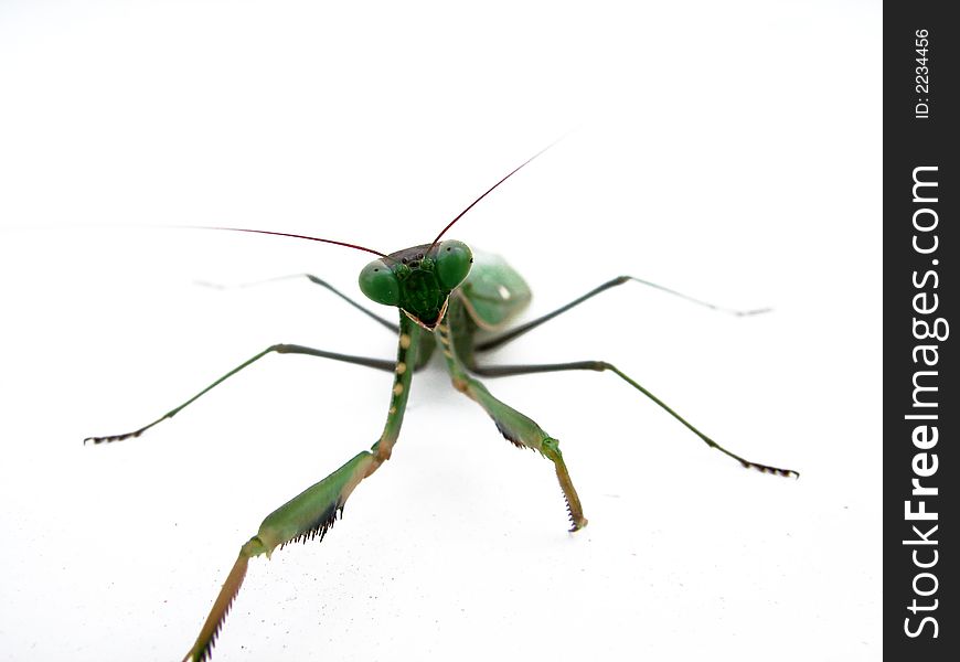 Grasshopper macro isolated by white background