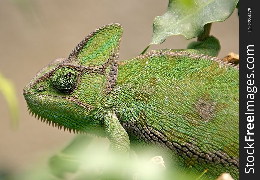 Potrait of Yemen Helmeted Chameleon. Potrait of Yemen Helmeted Chameleon