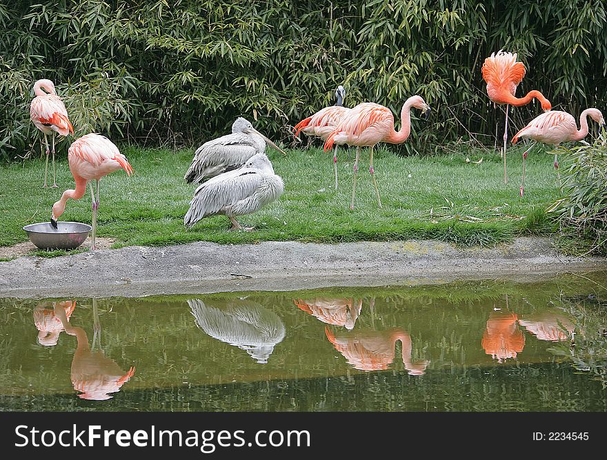 Grey Pelicans and Pink Flamingos. Grey Pelicans and Pink Flamingos