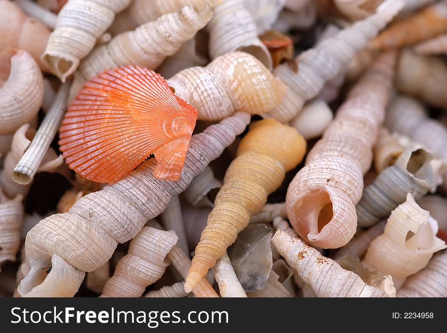 Detail of different snail on the beach. Detail of different snail on the beach