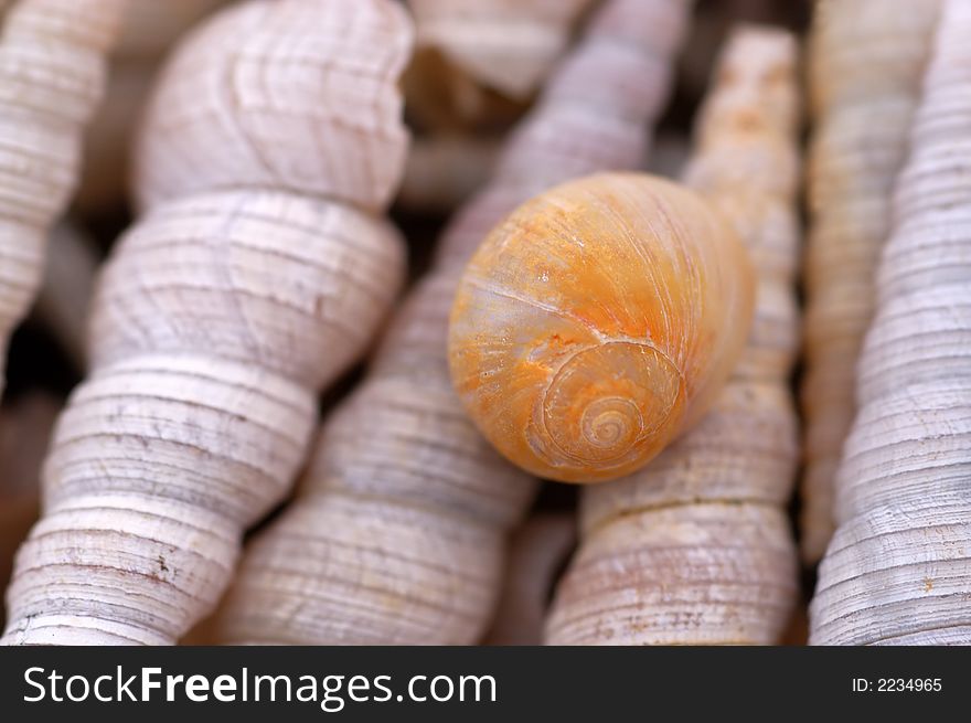 Shell And Snail On The Beach
