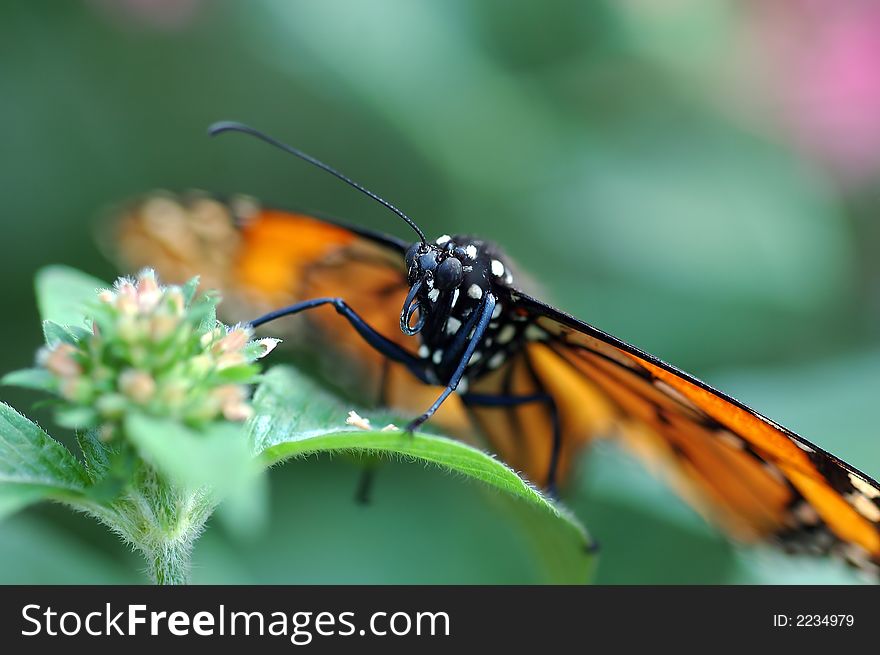 Closeup of butterfly on plant