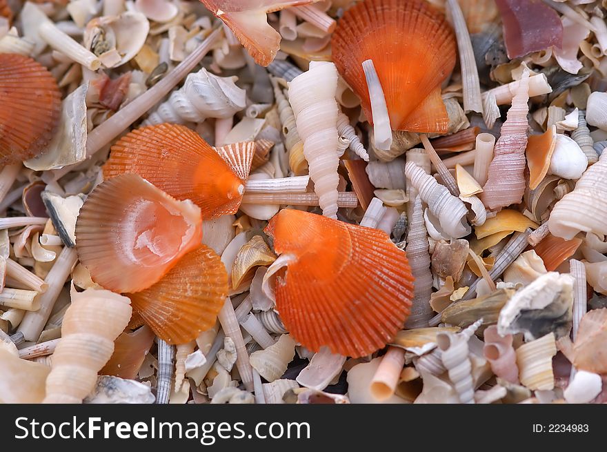 Shell and snail on the beach