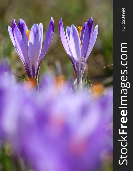 Crocus flowers shallow depth of field