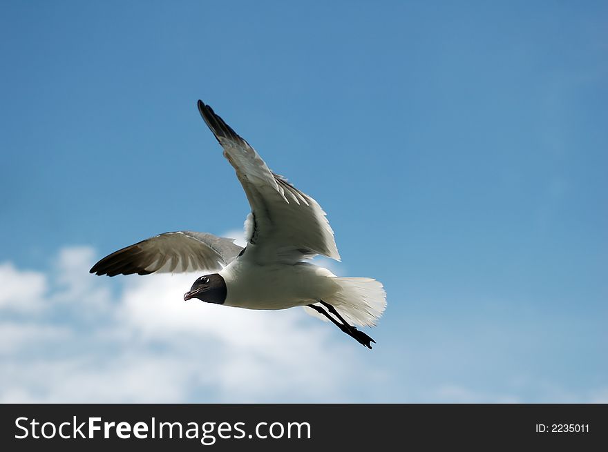 Seagull flying solo in the blue sky