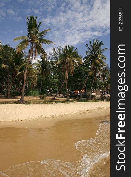 Palm trees on a tropica beach. Palm trees on a tropica beach