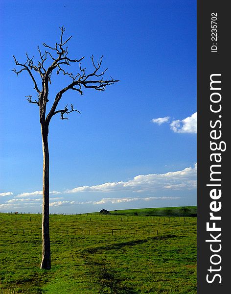 An old tree in the farm