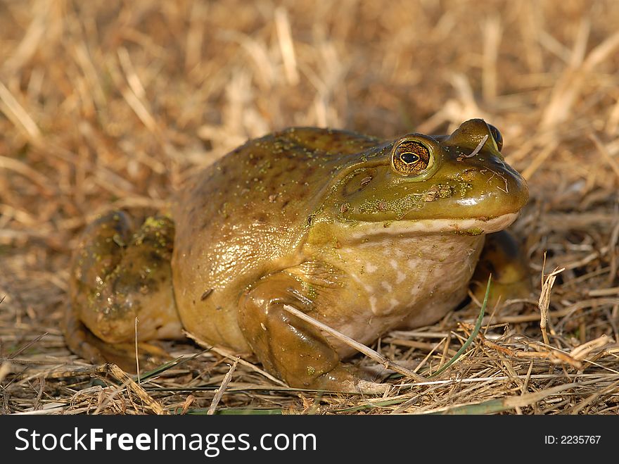 A large and fat bullfrog sitting in a recently cut field.