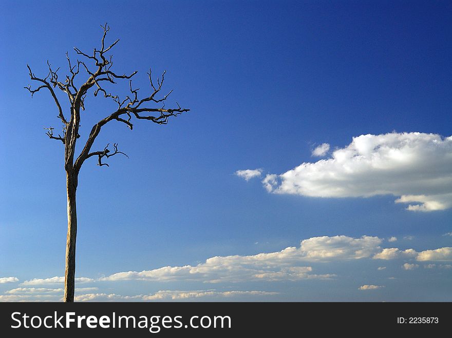 An old tree in the farm