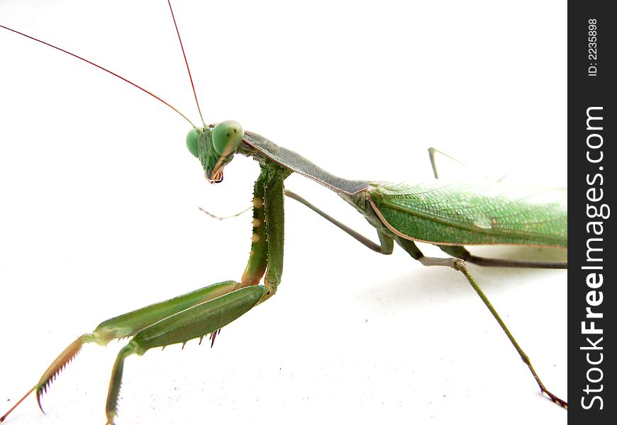 Grasshopper macro isolated by white background