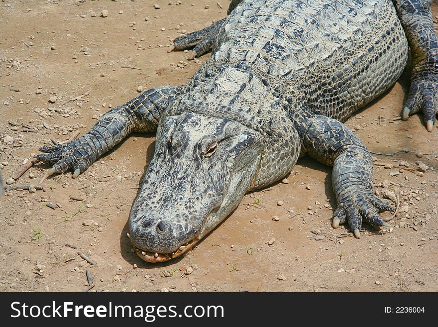 Sunning Alligator