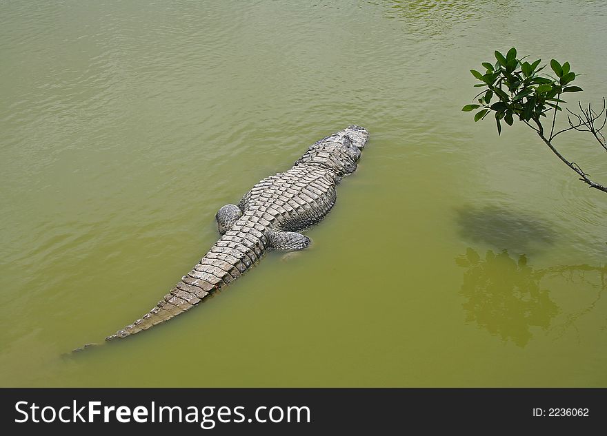 Florida alligator lying in a pond. Florida alligator lying in a pond