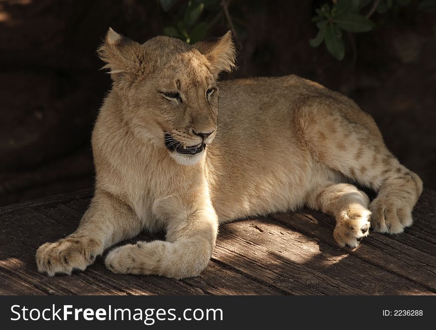 Lion cub lying in the shade