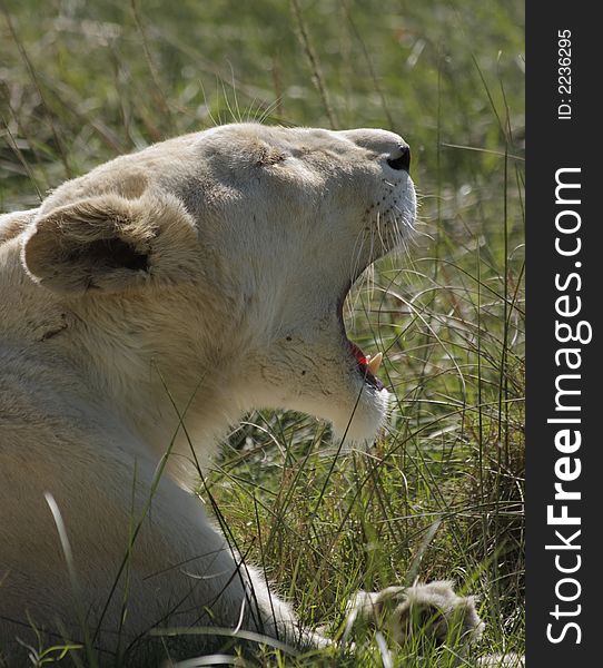 A white female lion roaring while lying down. A white female lion roaring while lying down