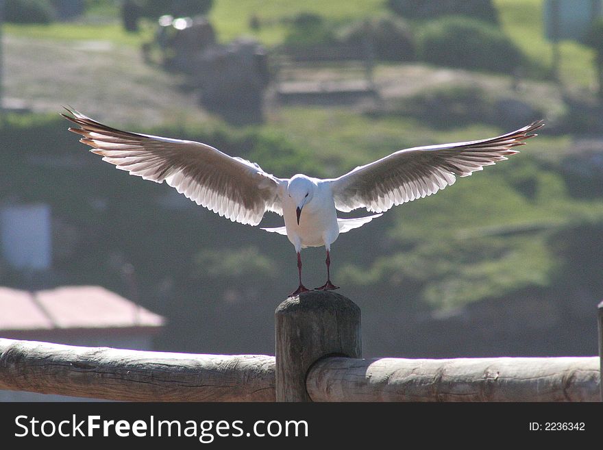 A hartlaubs gull landing on a fence post at the old harbour in Hermanus South Africa. A hartlaubs gull landing on a fence post at the old harbour in Hermanus South Africa.