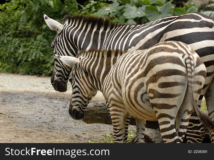 Mother zebra showing how to sttruggle for life. Mother zebra showing how to sttruggle for life
