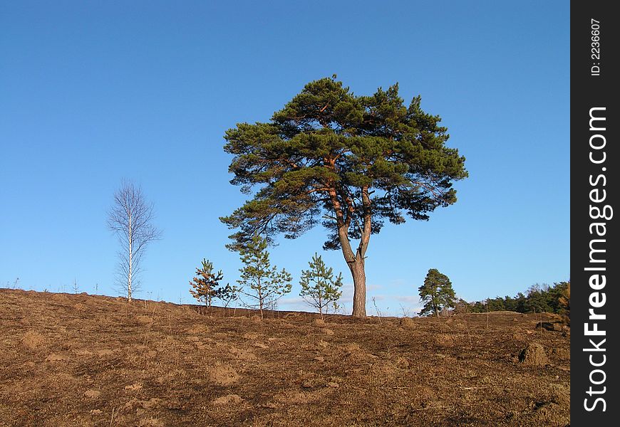 Lonely pine on a background of the sky. A spring sunny day. Lonely pine on a background of the sky. A spring sunny day