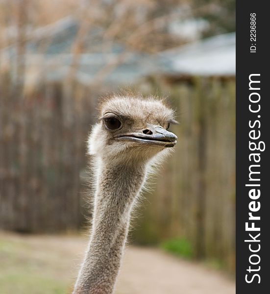 Surprised but curious look of ostrich