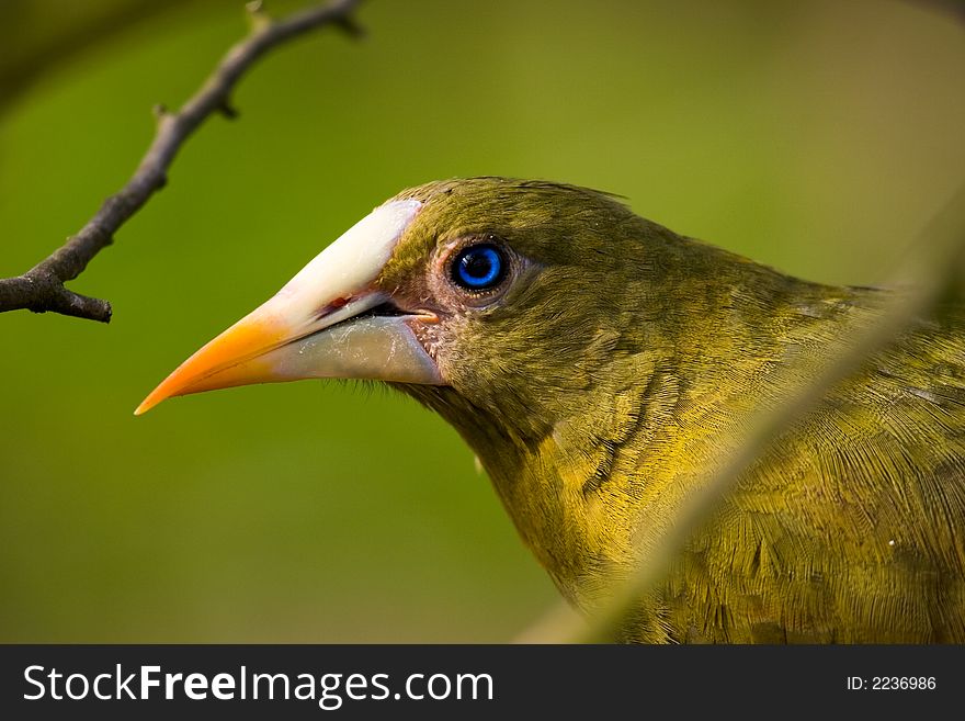 Yellow/green Bird