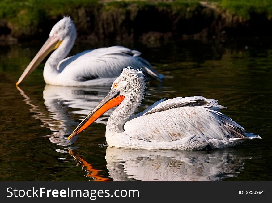 Pelicans floating on the water. Pelicans floating on the water