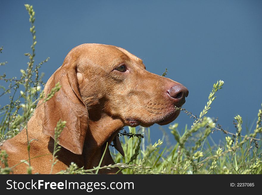 Adult magyar vizsla pointer gracefully posing for portrait. Adult magyar vizsla pointer gracefully posing for portrait.