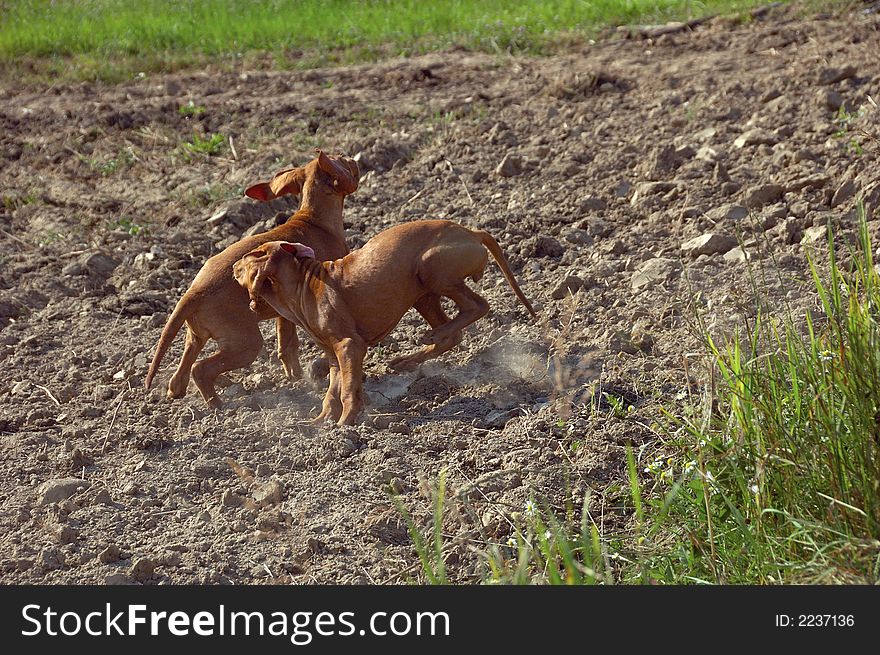 Two very young hungarian vizsla dogs playing in the dry dusty plowed field. Two very young hungarian vizsla dogs playing in the dry dusty plowed field.