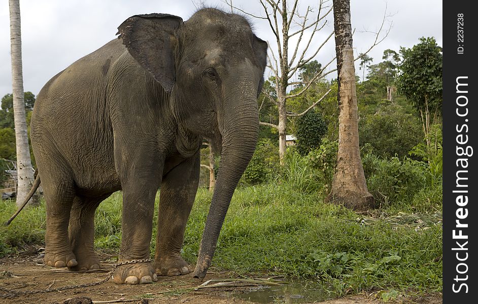 Elephant. Picture taken in Koh-Chang island in Thailand.