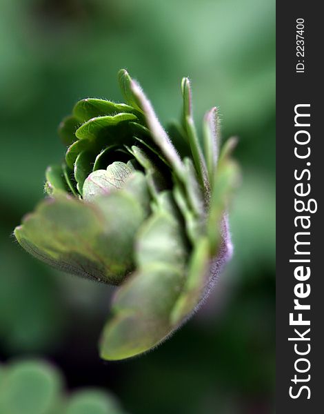 A plant growing and unfolding with a low Depth of field. A plant growing and unfolding with a low Depth of field