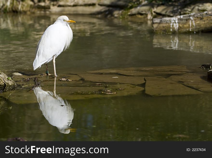 The cattle egret standing in water
