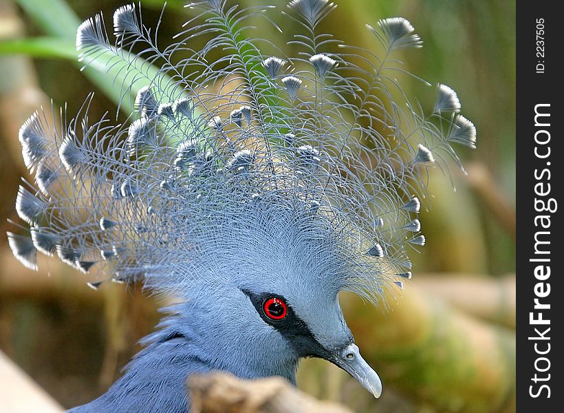 Portrait of Victoria Crowned Pigeon. Portrait of Victoria Crowned Pigeon