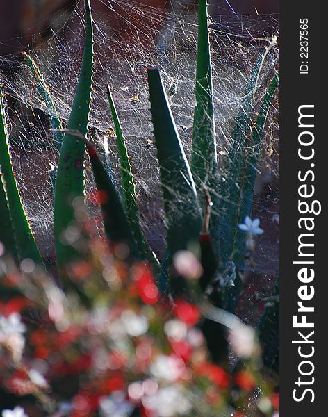 Spiderweb entwined in Aloe Plant. Spiderweb entwined in Aloe Plant