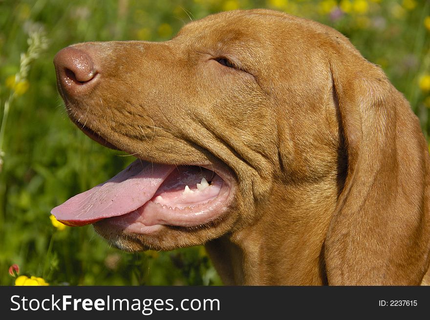 Vizsla Dog Full-Frame Headshot