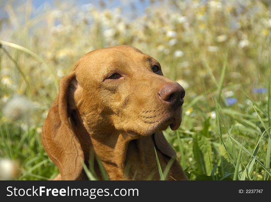 Portrait of adult hungarian vizsla outdoors in the meadow. Portrait of adult hungarian vizsla outdoors in the meadow.
