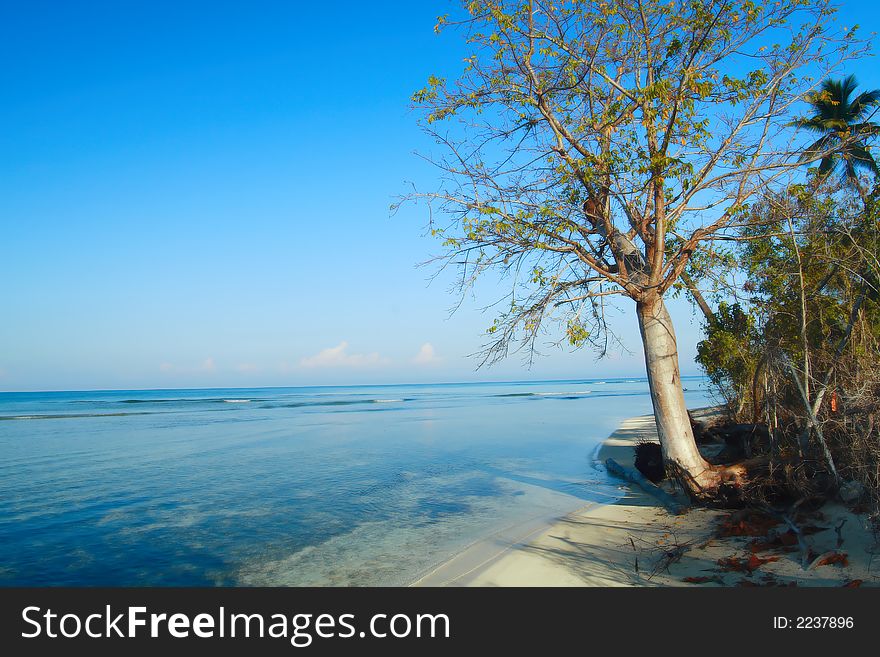 Tropical scene at the caribbean island of Puerto Rico