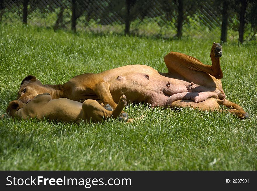 Hungarian Vizsla tending her little puppy with motherly care. Hungarian Vizsla tending her little puppy with motherly care.