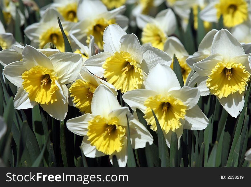 Closeup Of White Daffodils