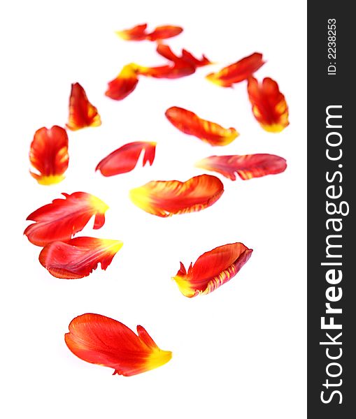 Photo of beautiful red tulip leafs