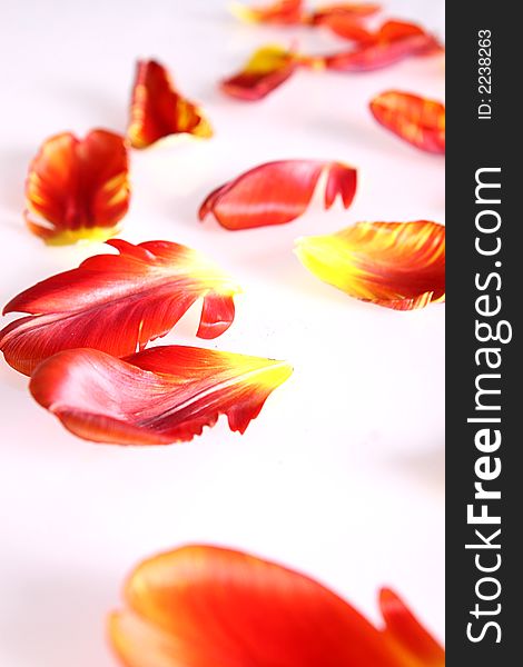 Photo of beautiful red tulip leafs