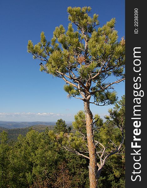 A tree with an autumn sky. A tree with an autumn sky