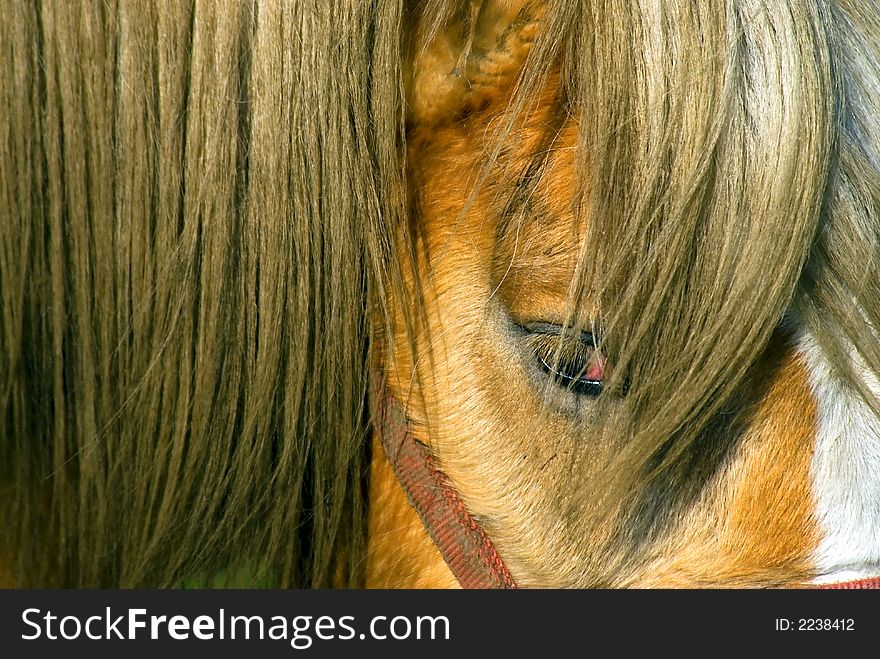 Close-up of the head of a horse, looking at the camera. Close-up of the head of a horse, looking at the camera