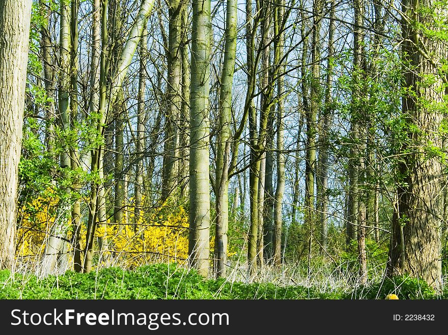 Colorful forest with a tree in front on the right