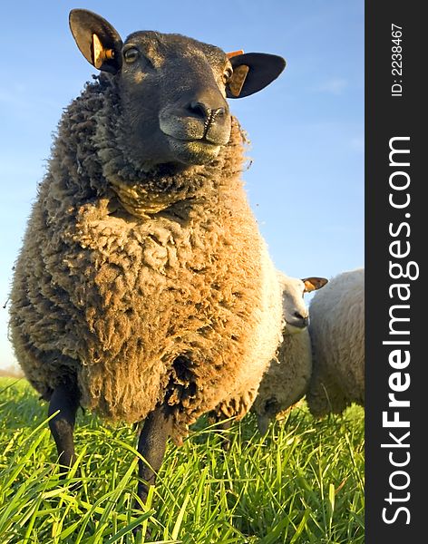 Sheep on grass with blue sky, looking at the camera